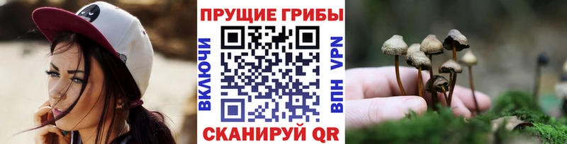 Купить  Лодейное Поле  Галлюциногенные грибы Psilocybe 